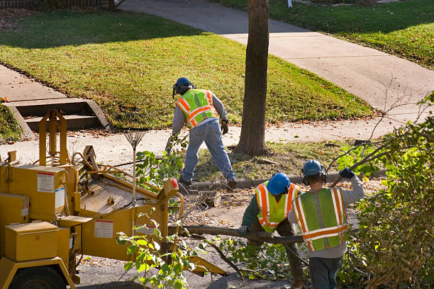 Lawn Drainage Solutions in Laguna Beach, FL