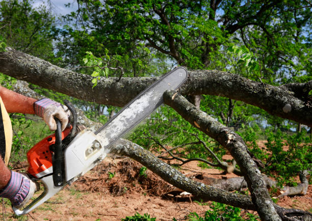 Lawn Watering Services in Laguna Beach, FL